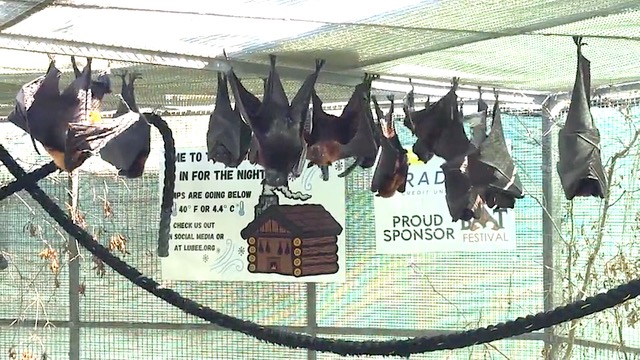 batcolony